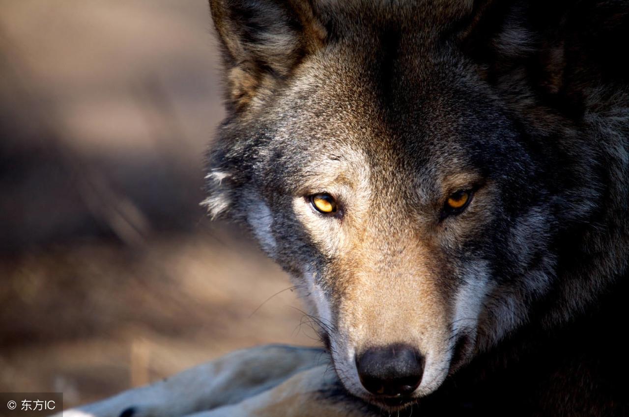 梦见小偷进家里预示什么？2025年心理全解与化解秘法