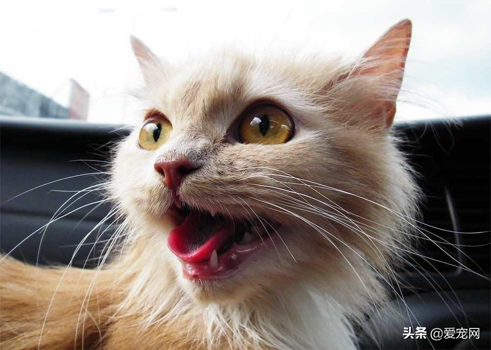 你家小猫突然不爱吃饭？可能正在经历换牙期！