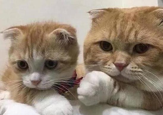 你家主子最近是不是连罐头都不香了？