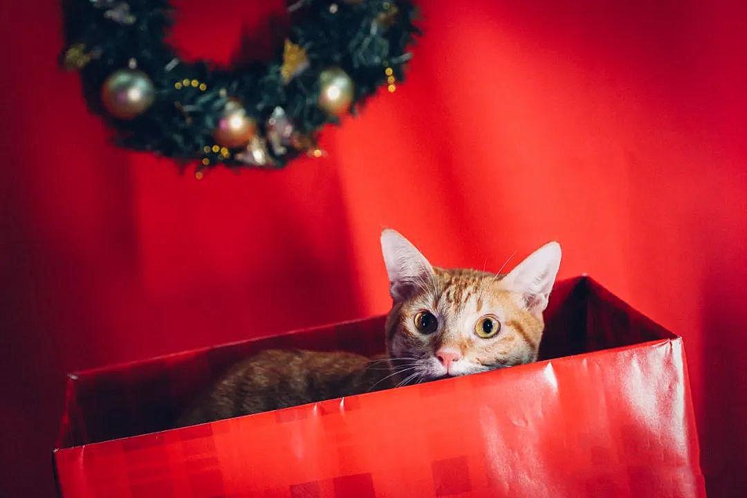 两只猫咪怎么拍出百万赞照片？