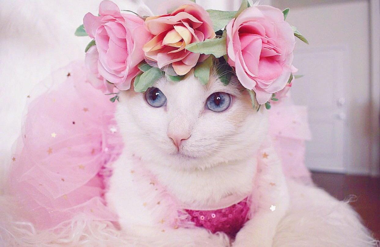 足球大数据精准分析软件有哪些（最好用的足球大数据app）