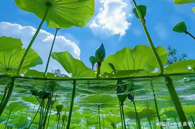 中天易命理分析_四柱八字大运流年批断方法_八字四柱论命大全