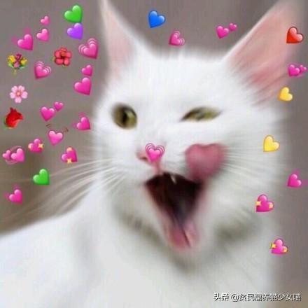 你家小母猫最近突然变 话痨 了？