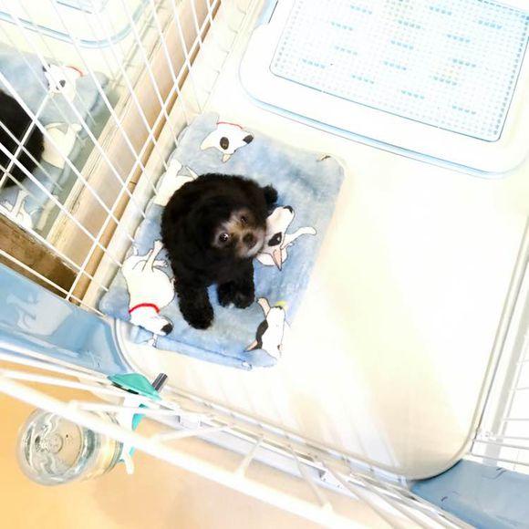 你家主子最近总挠痒痒？驱虫药到底该怎么喂才不翻车？