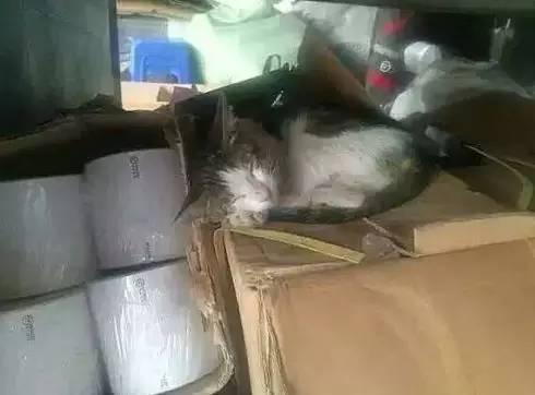 你敢把猫咪塞进快递箱吗? 你敢把猫咪塞进快递箱吗?