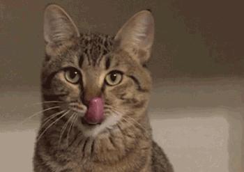 猫咪总挠头是不是生病了？