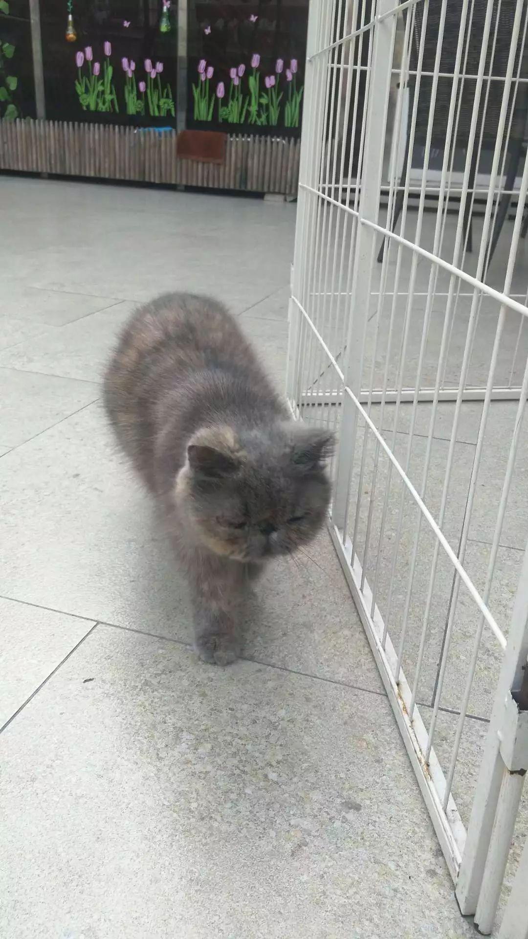 猫咪看到的颜色真的只有黑白灰吗？