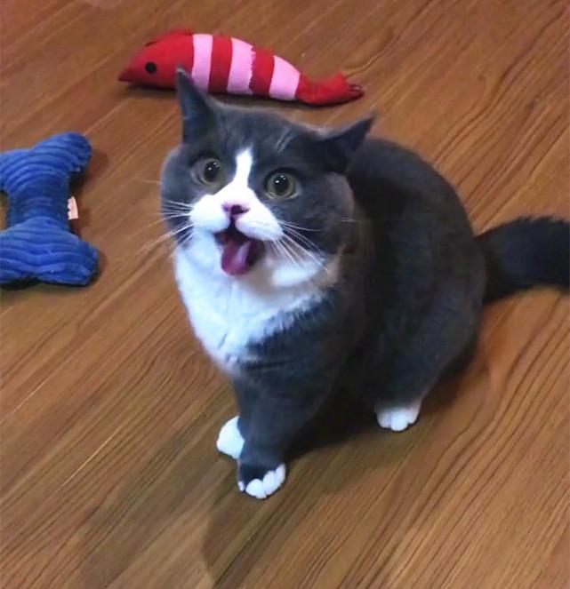 猫咪睡觉吐舌头是生病了吗? 猫咪睡觉吐舌头是生病了吗?