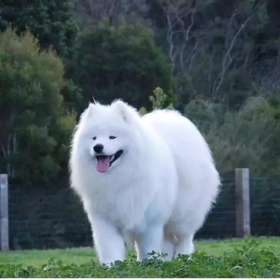 威尔士和英国到底是什么关系？看完这篇你就懂！