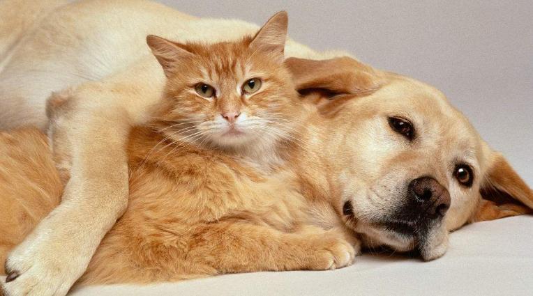 新手养猫最容易踩的哪些坑会要了猫命? 新手养猫最容易踩的哪些坑会要了猫命?