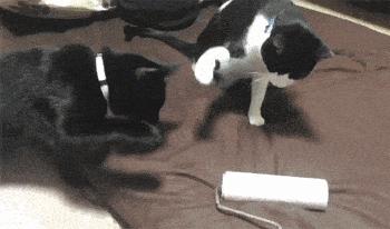 手机里连个正经猫app都没有,你还敢自称铲屎官? 手机里连个正经猫app都没有,你还敢自称铲屎官?