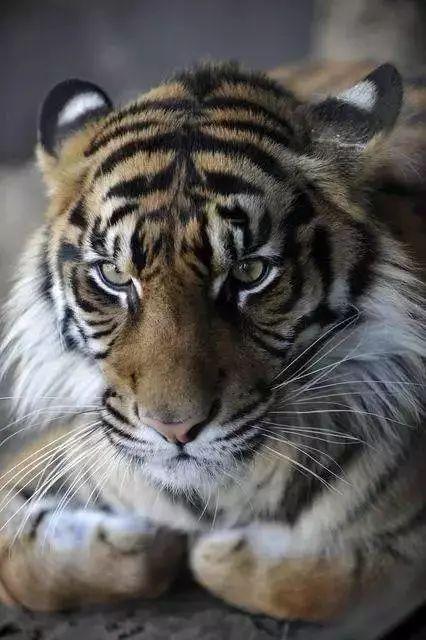 你家猫主子突然揣崽了怎么办？