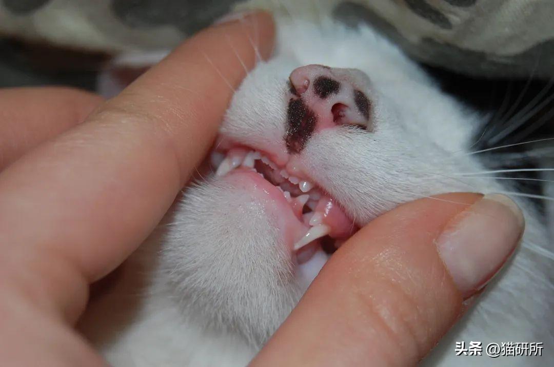 猫咪突然少颗牙？可能是正常换牙还是生病了？