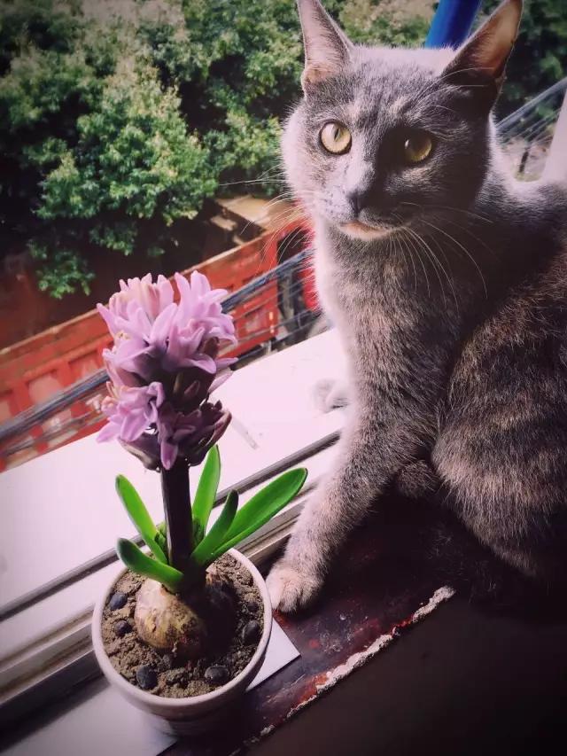 为什么我家猫主子拉完屎屁股比厕所还臭？