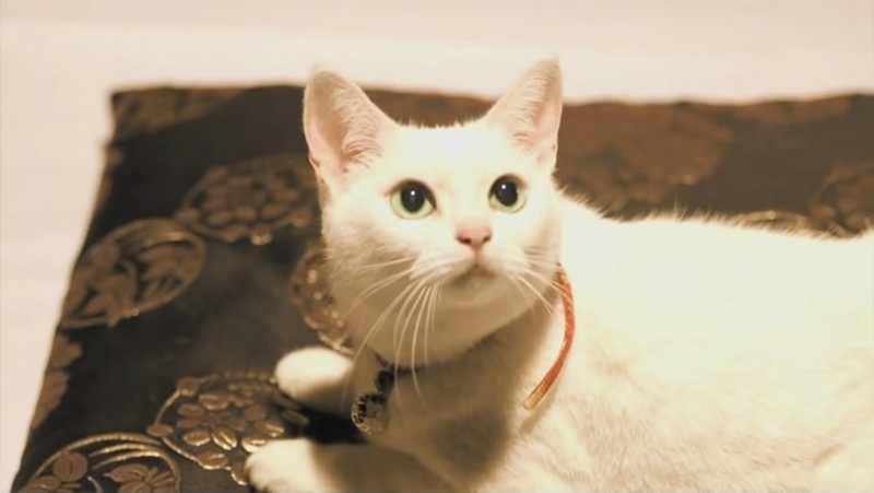 为什么猫咪总用头顶蹭我的手？