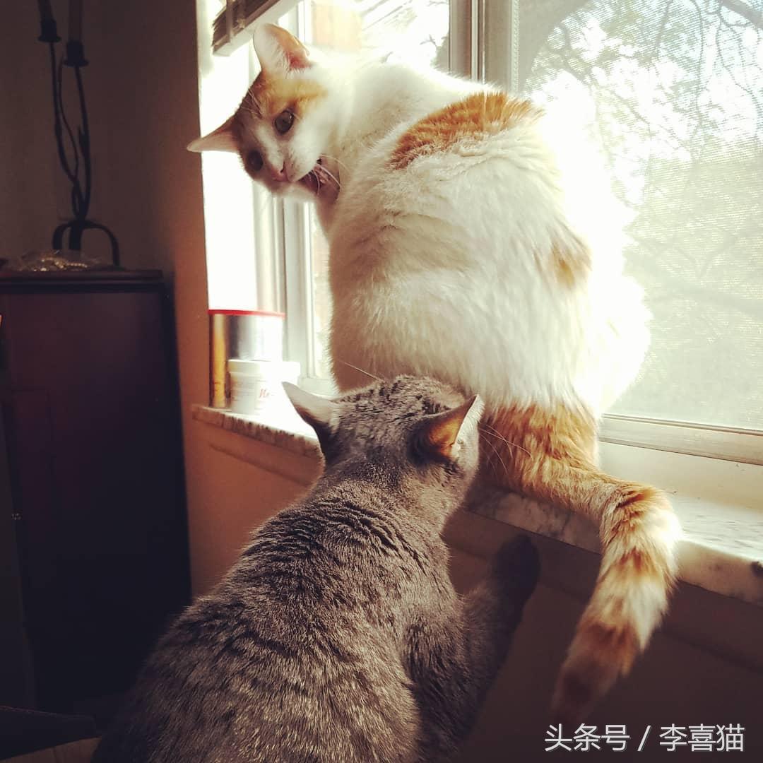 猫咪互相舔毛是在搞什么小秘密？