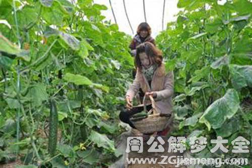 梦见家中客人未用餐离开？2025处女座贵人运破解指南
