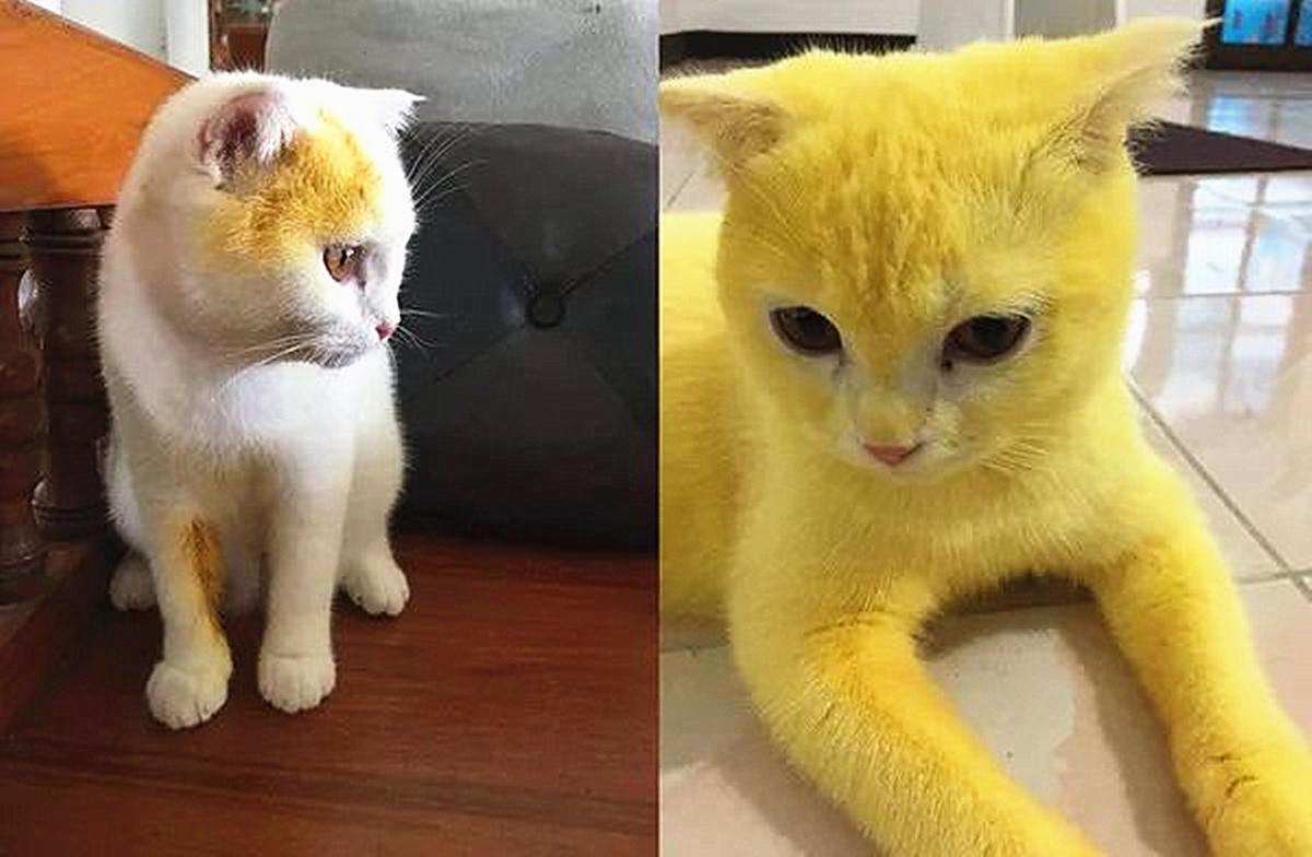 猫咪老师变身到底藏着什么秘密？