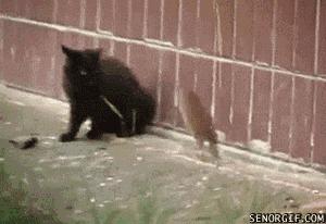 你家猫主子见到黄瓜就炸毛？这背后到底藏着什么秘密？