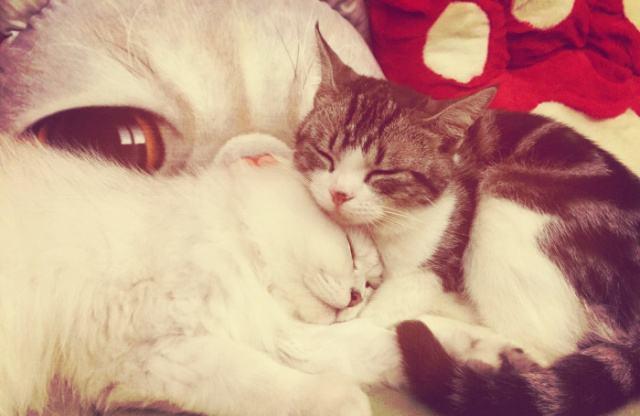 猫咪互相舔毛是在搞什么小秘密？