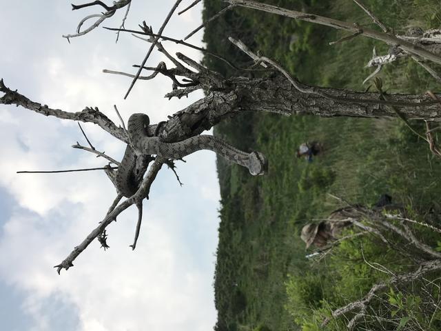 进口丰田兰德酷路泽到底值不值得买? 进口丰田兰德酷路泽到底值不值得买?