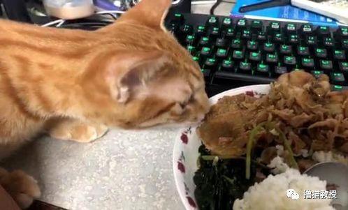 猫咪大便干燥带血?这5种情况千万别忽视! 猫咪大便干燥带血?这5种情况千万别忽视!