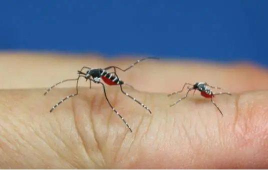 你家猫主子最近总挠耳朵？当心蚊子搞事情！