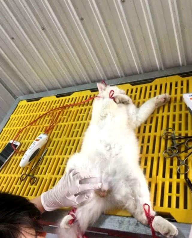 猫咪不做绝育手术真的没问题吗？