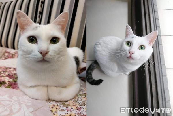 猫咪突然暴瘦？这8种情况必须立刻检查