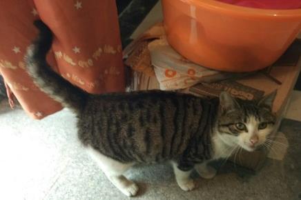 为啥我家猫怎么吃都不胖？