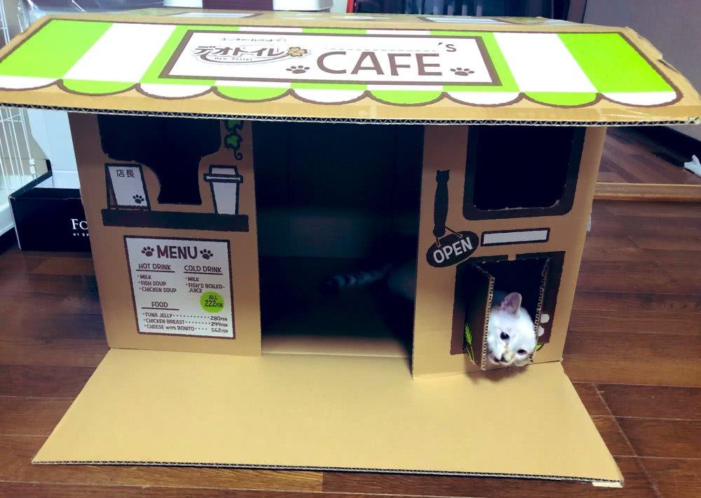 猫主子死活不肯睡猫窝怎么办？