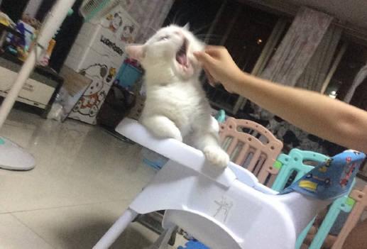 猫咪总在沙发被单上撒尿怎么办? 猫咪总在沙发被单上撒尿怎么办?