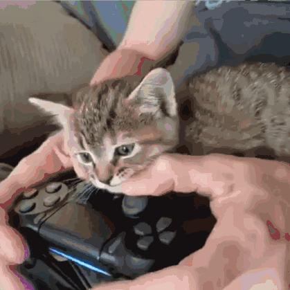 为什么你的示好总被猫咪无视？