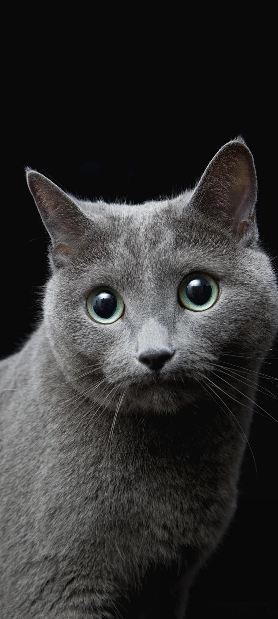 为什么看到猫咪就忍不住想rua？