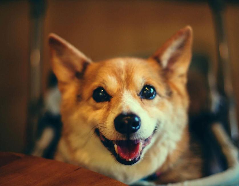 属鸡人2013年运程到底怎么样？