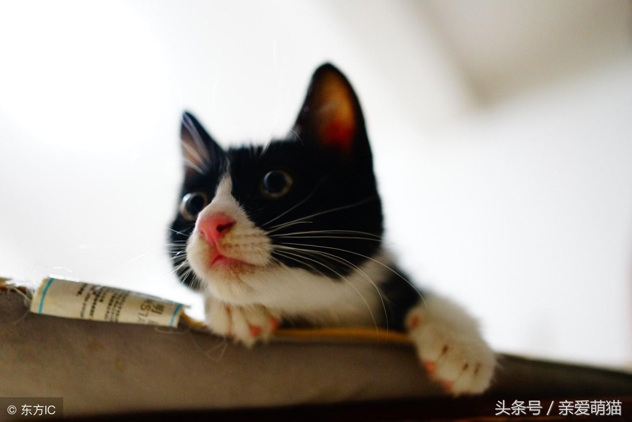 猫咪受惊后多久才能恢复正常？