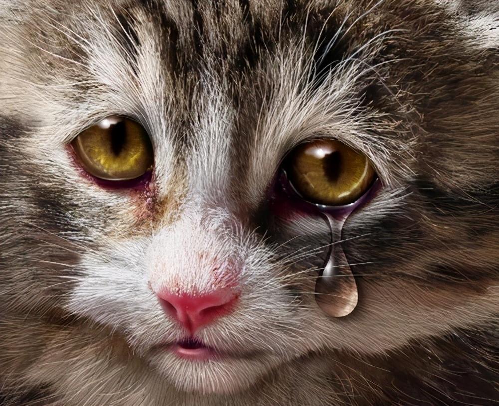 猫咪眼角挂着 铁锈色泪痕 正常吗? 猫咪眼角挂着 铁锈色泪痕 正常吗?