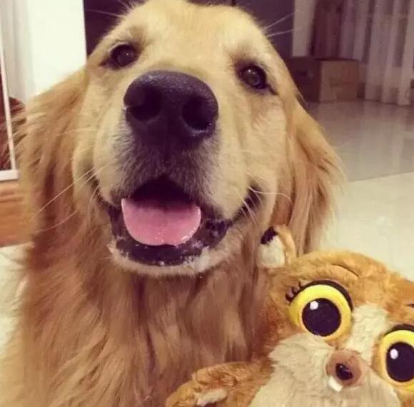 两个月大的小奶猫到底能不能吃成年猫粮？