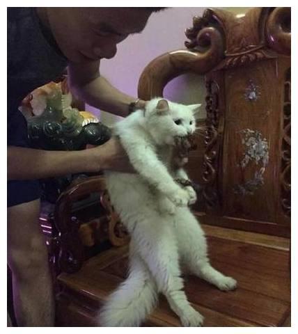 零基础家长怎么搞定小猫咪舞蹈考级一级？