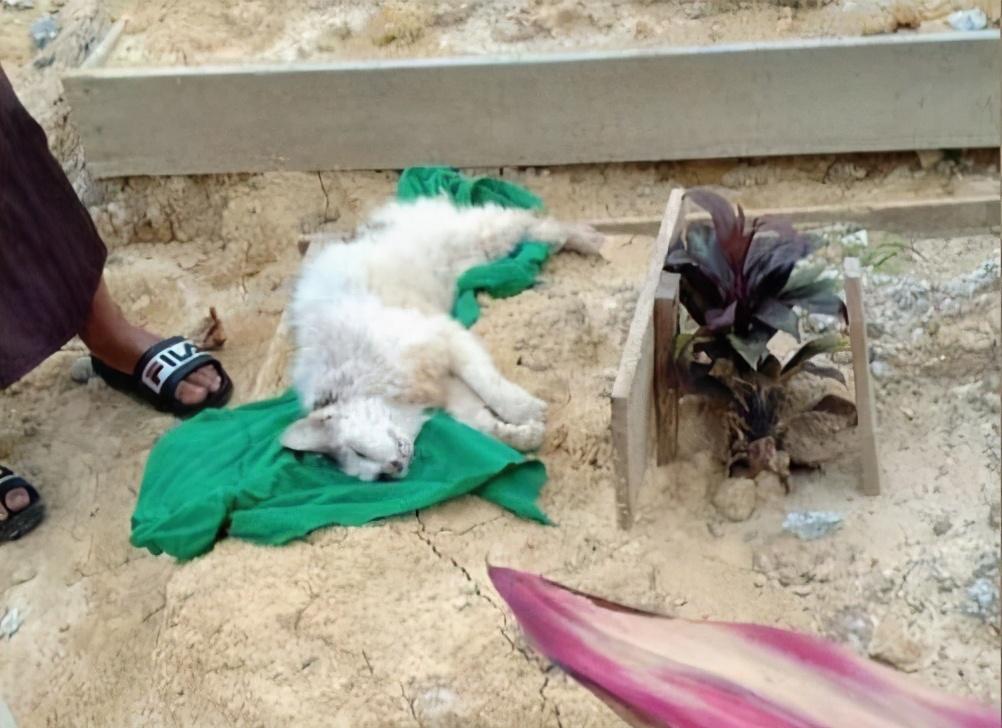 猫咪突然暴瘦？这8种情况必须立刻检查