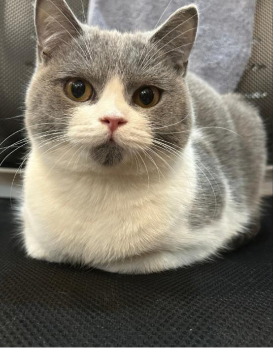 猫咪得了传腹必须打441吗？