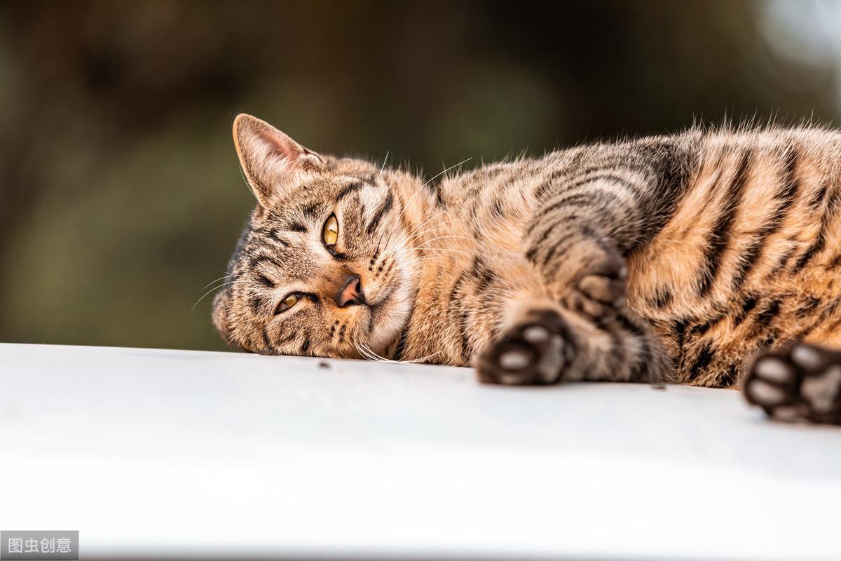 猫咪总打喷嚏是感冒了吗？