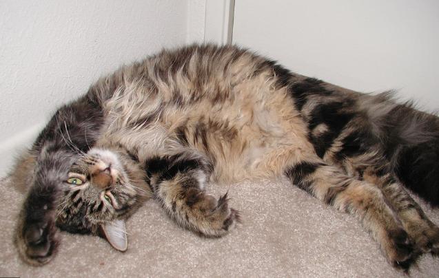 猫主子天天流眼泪是得绝症了吗？