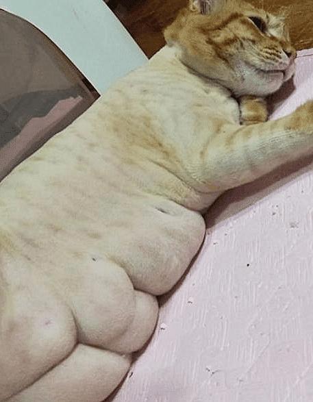 新手给猫剃毛会不会出事？