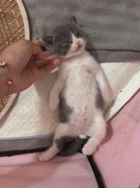 刚出生的小奶猫为啥总是闭着眼睛？