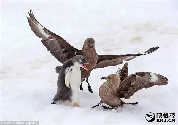 梦见白马王子出现很温暖预示什么?2025年星座解析与3招转运法则 梦见白马王子出现很温暖预示什么?2025年星座解析与3招转运法则