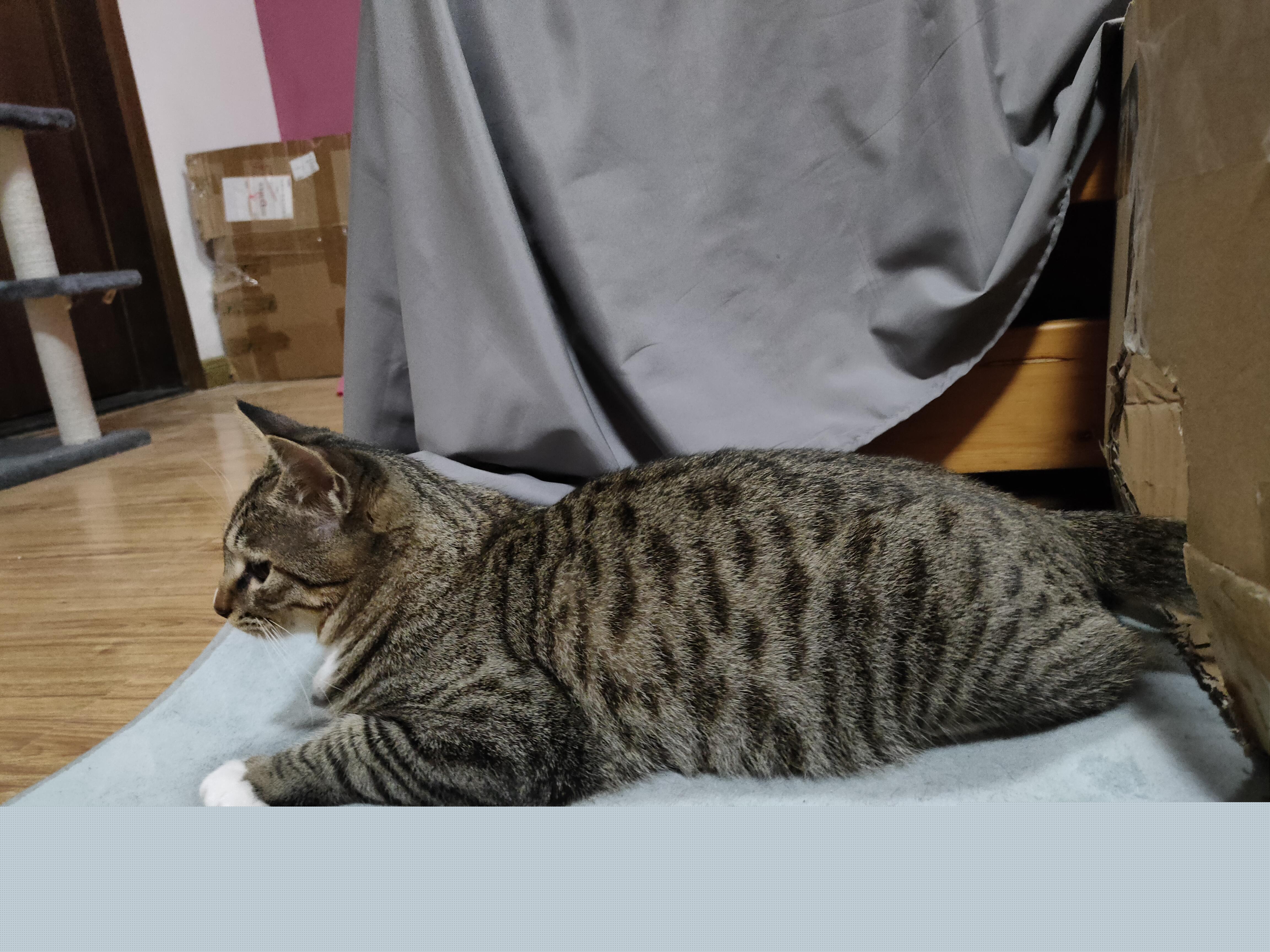 猫咪突然变成 挑食怪 怎么办？