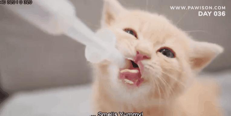 刚满月的小奶猫能喝牛奶吗？