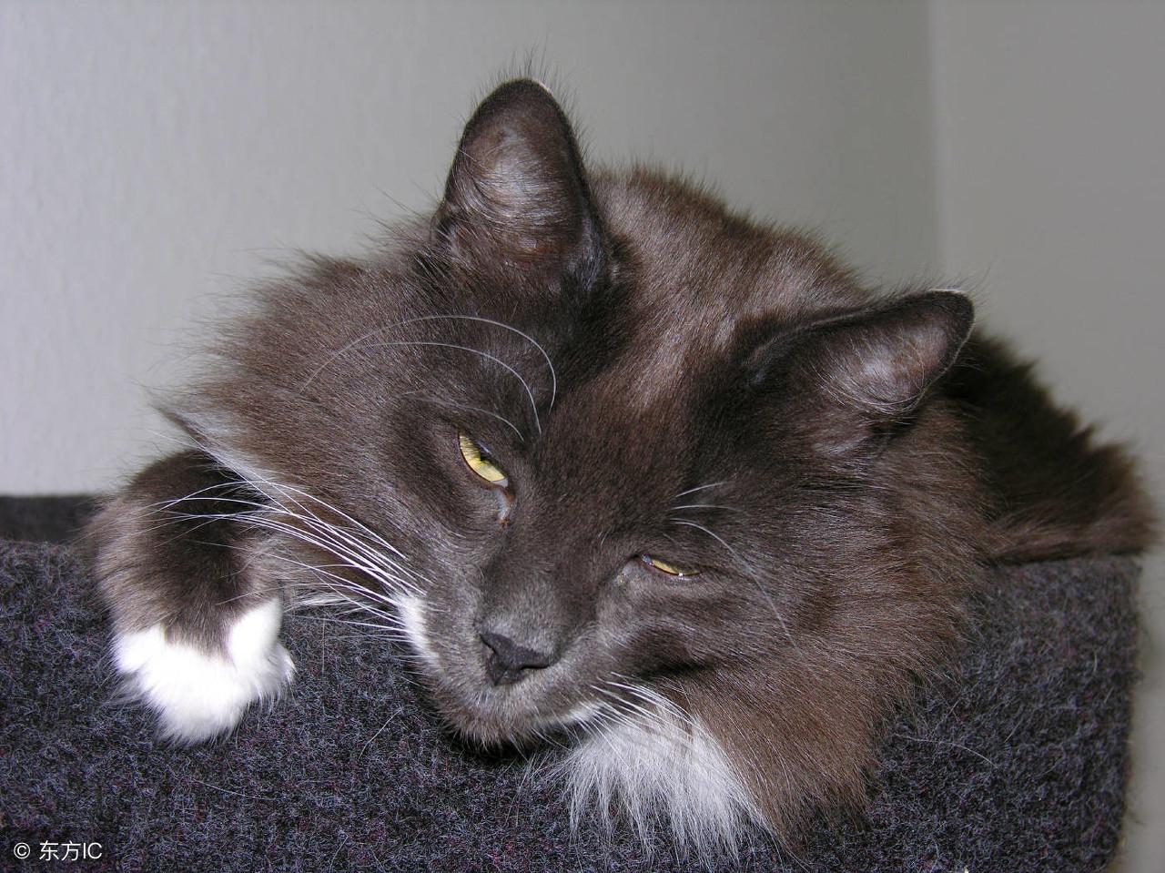 你家猫主子怎么突然炸毛了？