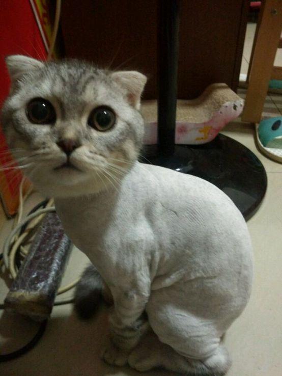 猫咪剃毛后多久能长回来？